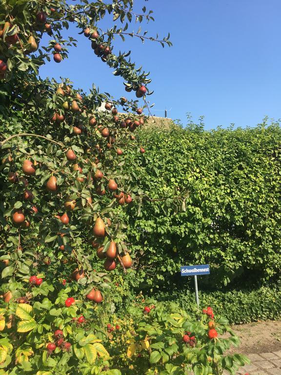 Ferienwohnung Schwalbe Wieck/Darss Exteriér fotografie